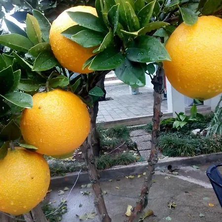 Jadranka Apartamento *