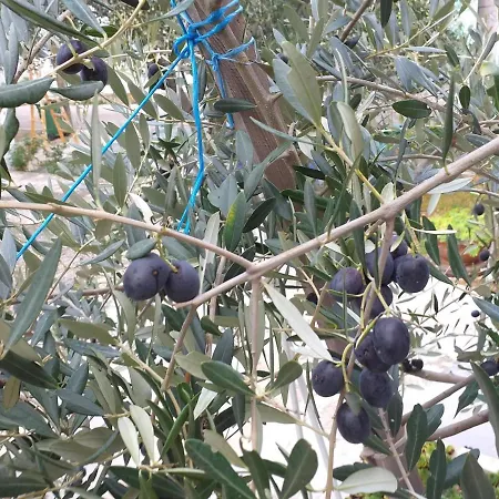 Jadranka Apartamento