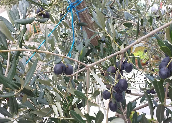 Jadranka Appartement